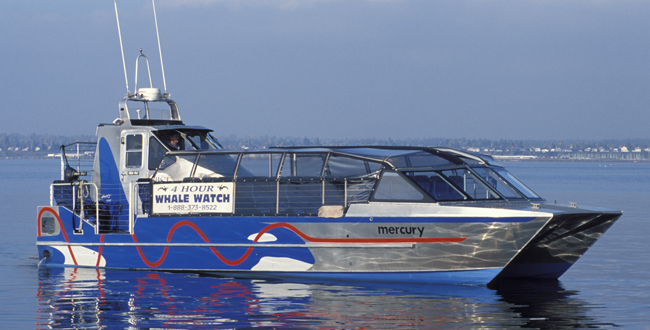 Whalewatch Catamaran C | Aluminum Boats | Catamarans | Monohulls | Passenger Vessels | Hybrid Vessels | Work Boats | All American Marine